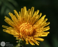 /album/tsvetya-flowers/glukharche-dandellion-jpg1/